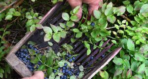 Ученые нашли удивительно полезную для сердца ягоду