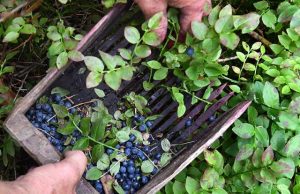 Ученые нашли удивительно полезную для сердца ягоду